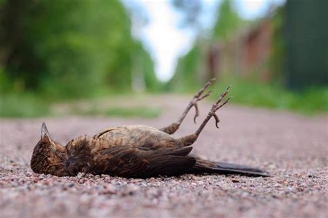 看到死掉的鳥|路上看到死掉的鳥